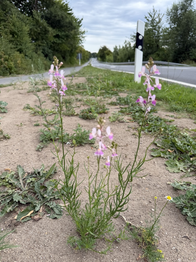 Linaria maroccana, Küstenlandschaft Dänischer Wohld, Strande, Schleswig-Holstein, DE