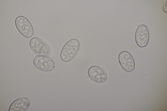 Golovinomyces montagnei