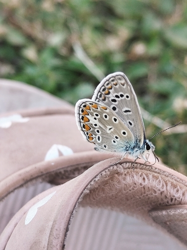 Common Blue