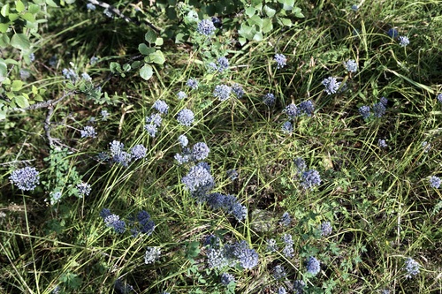 Allium caeruleum, photograph 5