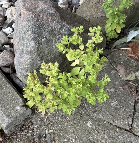 Euphorbia peplus