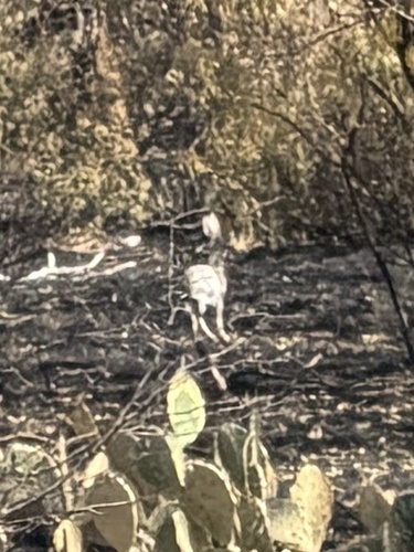 Black-tailed Jackrabbit
