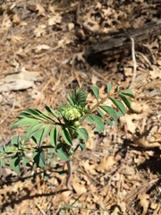 Hosackia crassifolia