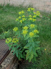 Euphorbia oblongata