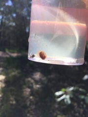 Cyzicus californicus