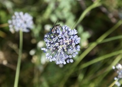 Allium caeruleum, photograph (c) Dr. Alexey Yakovlev, some rights reserved (CC BY)