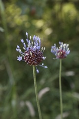 Allium caeruleum, photograph (c) Dr. Alexey Yakovlev, some rights reserved (CC BY)
