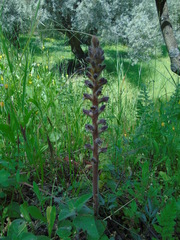Orobanche pubescens