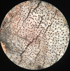 Diatrype decorticata