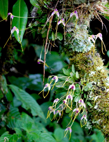 Masdevallia estradae, photograph 5