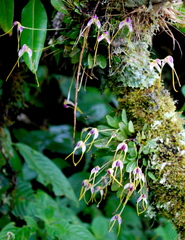 (c) desertnaturalist, some rights reserved (CC BY) Masdevallia estradae, photograph (c) desertnaturalist, some rights reserved (CC BY)