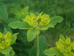 Euphorbia oblongata