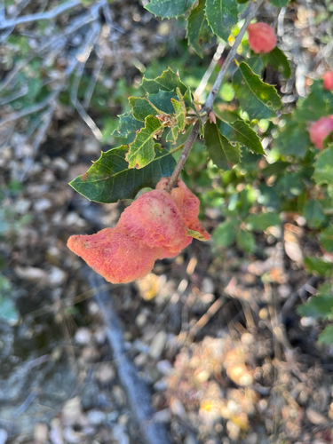 iNaturalist observation photo of Heteroecus dasydactyli