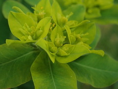 Euphorbia oblongata