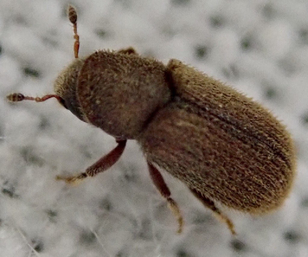 Kissophagus vicinus