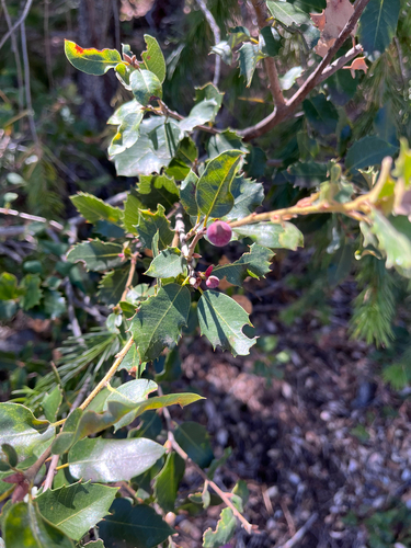 iNaturalist observation photo of Beaked Spindle Gall Wasp