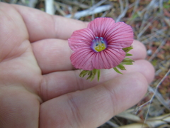 Linum pubescens