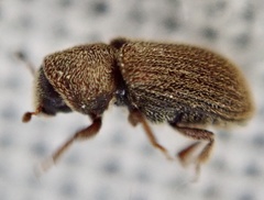 Kissophagus vicinus