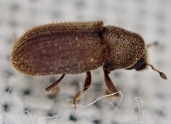 Kissophagus vicinus