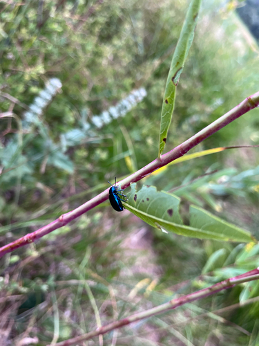 iNaturalist observation photo of Cobalt Milkweed Beetle