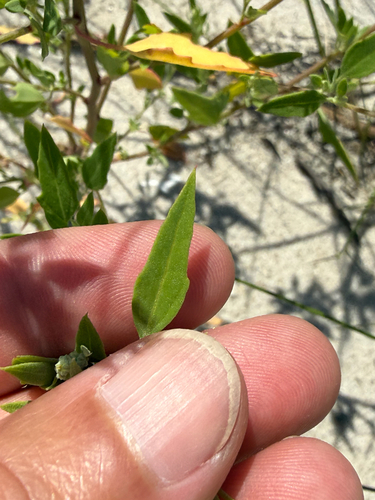 Chenopodium berlandieri, photograph 6