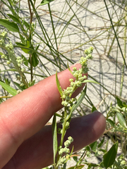 Chenopodium berlandieri, photograph (c) David LaMagna, some rights reserved (CC BY)