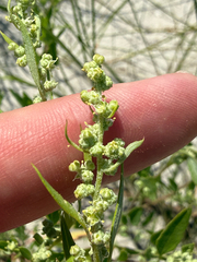 Chenopodium berlandieri, photograph (c) David LaMagna, some rights reserved (CC BY)