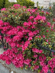 Rhododendron simsii