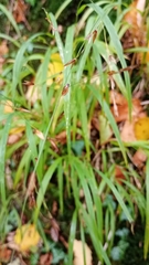 Melica uniflora, photograph (c) Matt Pilkington, some rights reserved (CC BY)