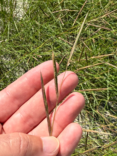 Sporobolus pumilus, photograph 2