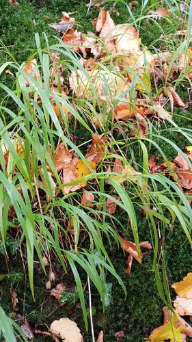 Melica uniflora, photograph 5