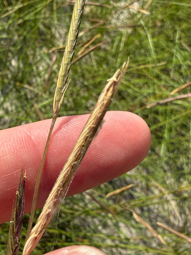 Sporobolus pumilus, photograph 5