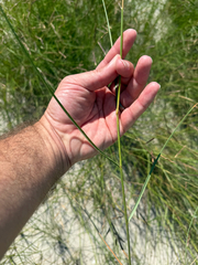 Sporobolus pumilus, photograph (c) David LaMagna, some rights reserved (CC BY)