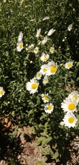Leucanthemum vulgare