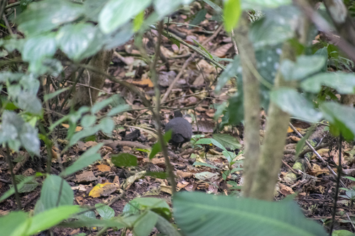 Cinereous Tinamou (Crypturellus cinereus), photo 7