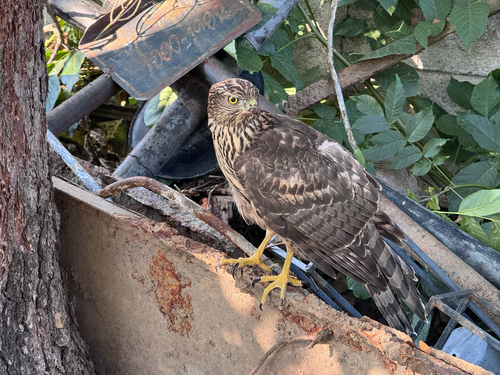 Eurasian Goshawk