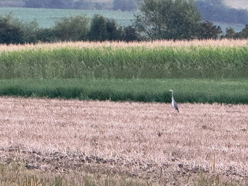Grey Heron