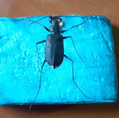 Cicindela punctulata punctulata