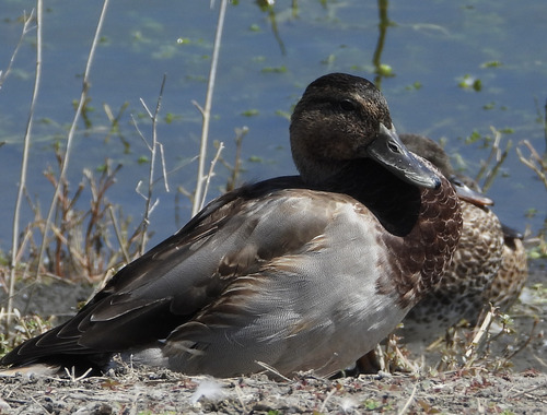 iNaturalist observation photo of Mallard