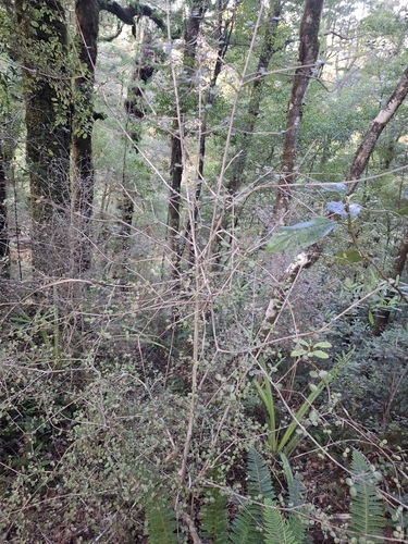 Neomyrtus pedunculata, photograph 4