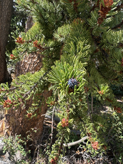 Pinus aristata, photograph (c) Andy Turner, some rights reserved (CC BY)