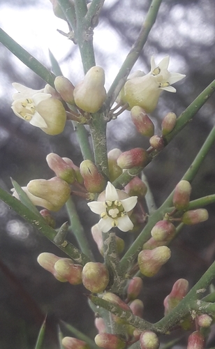 Colletia spinosissima, photograph 1