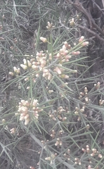 Colletia spinosissima, photograph author not stated, no rights reserved