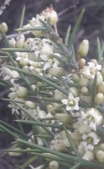 Colletia spinosissima, photograph author not stated, no rights reserved