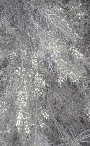 Colletia spinosissima, photograph 4