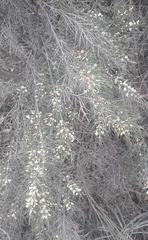Colletia spinosissima, photograph author not stated, no rights reserved