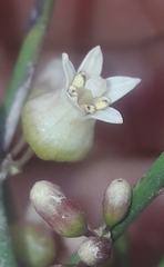 Colletia spinosissima, photograph author not stated, no rights reserved