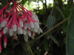 Image of Thibaudia costaricensis