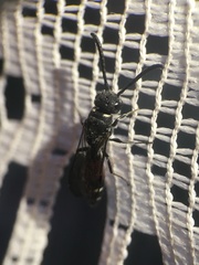 Sapyga quinquepunctata