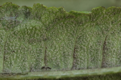 Peronospora dipsaci